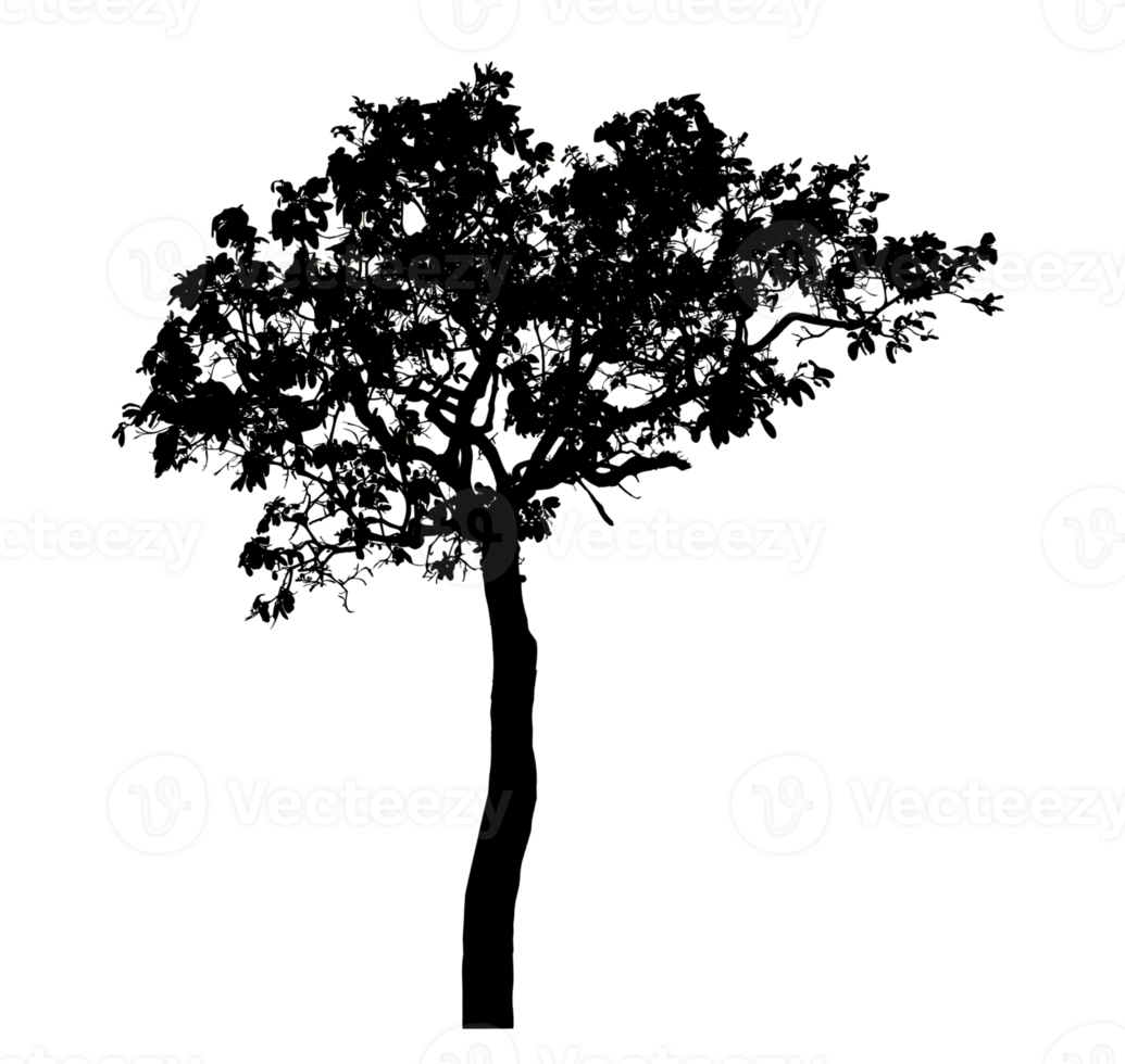 Realistic tree silhouette isolated on transparent background with clipping path and alpha channel png