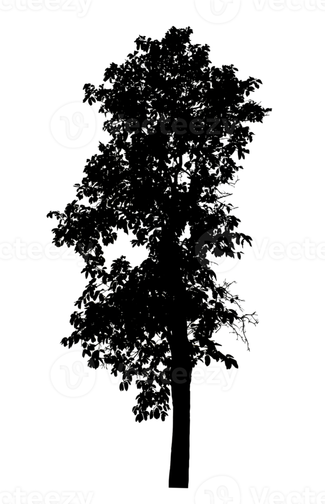 Realistic tree silhouette isolated on transparent background with clipping path and alpha channel png
