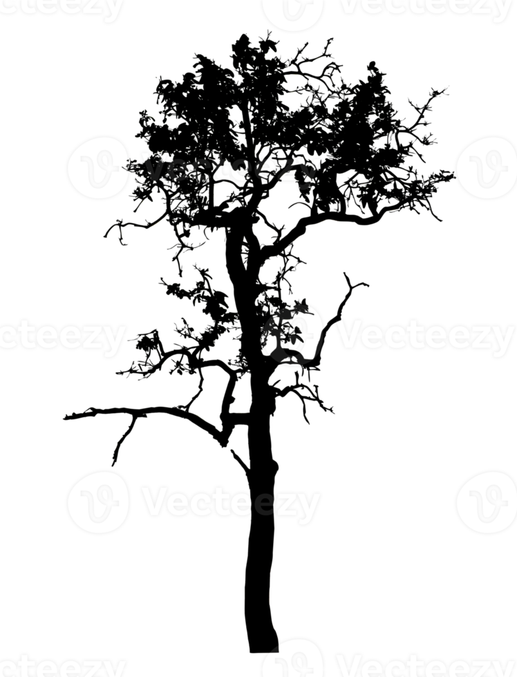 Realistic tree silhouette isolated on transparent background with clipping path and alpha channel png