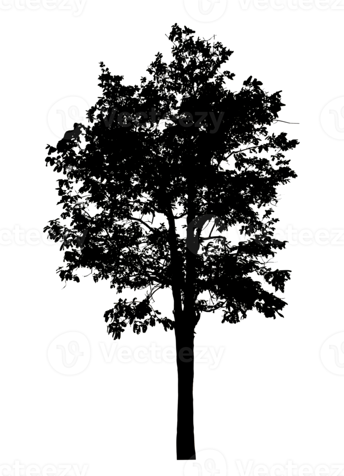 Realistic tree silhouette isolated on transparent background with clipping path and alpha channel png