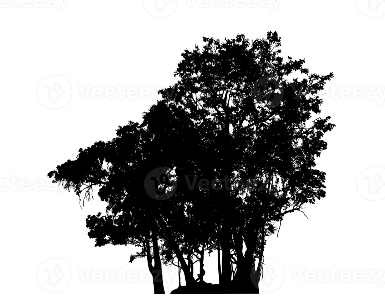 Realistic tree silhouette isolated on transparent background with clipping path and alpha channel png