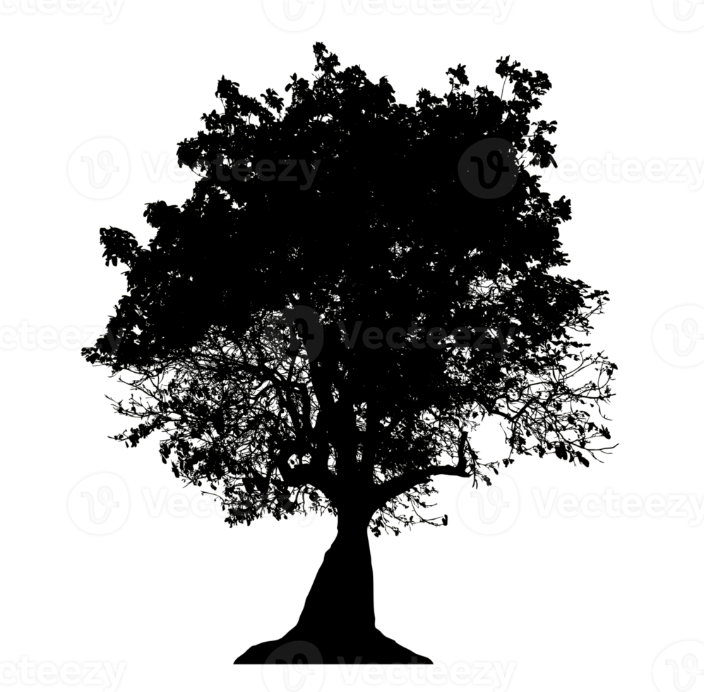 Realistic tree silhouette isolated on transparent background with clipping path and alpha channel png