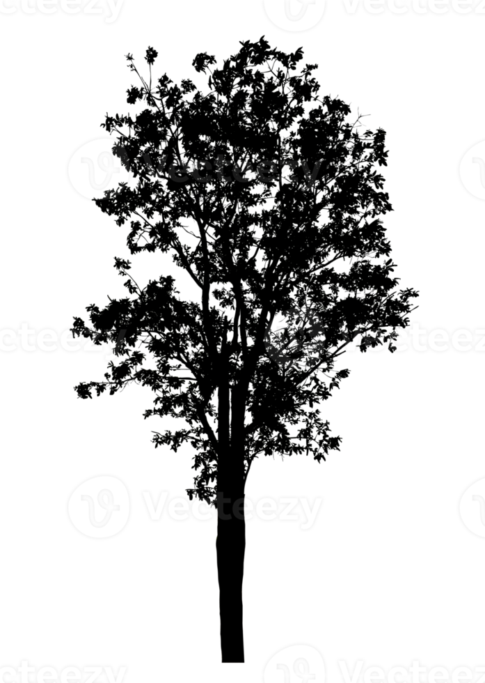Realistic tree silhouette isolated on transparent background with clipping path and alpha channel png