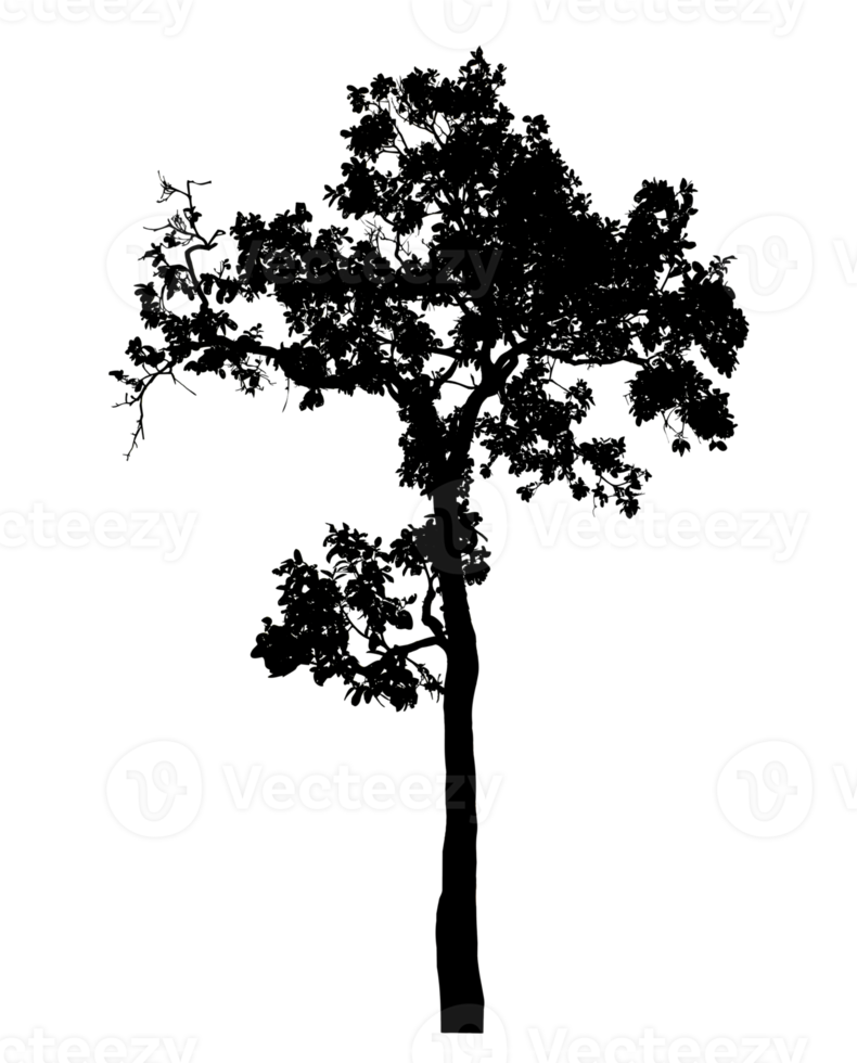 Realistic tree silhouette isolated on transparent background with clipping path and alpha channel png