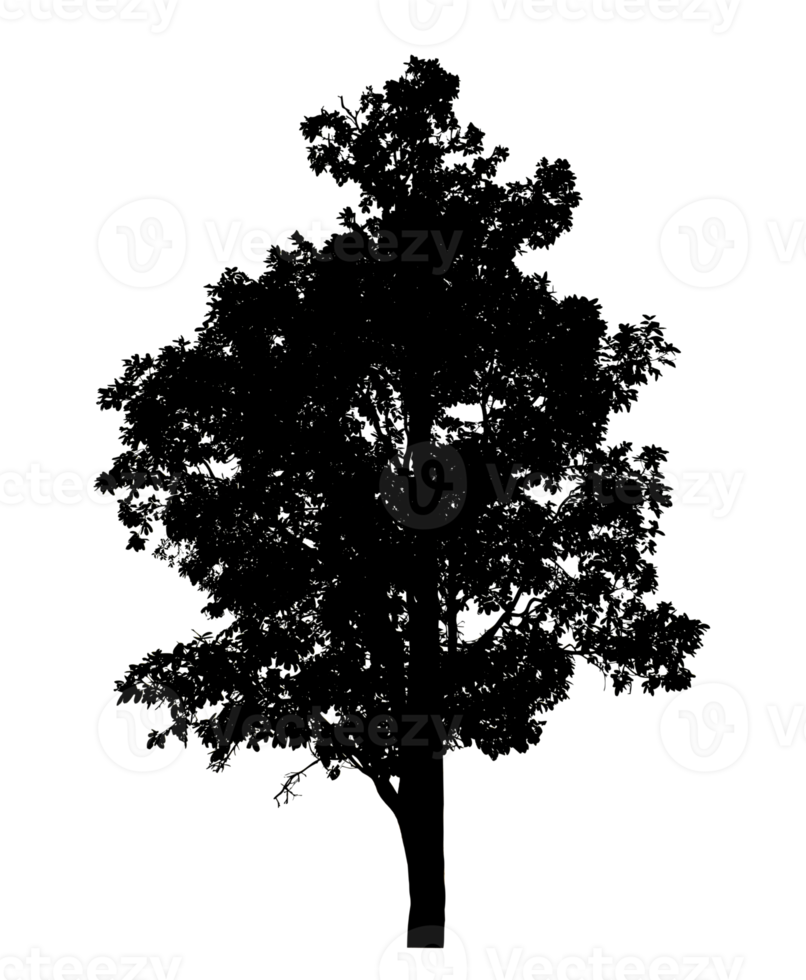 Realistic tree silhouette isolated on transparent background with clipping path and alpha channel png