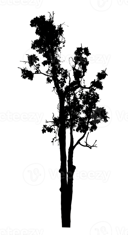 Realistic tree silhouette isolated on transparent background with clipping path and alpha channel png