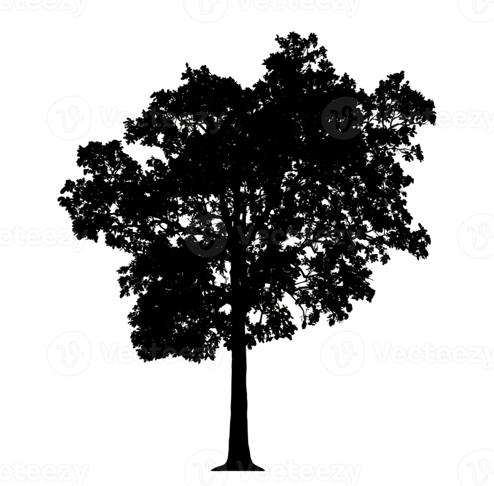 Realistic tree silhouette isolated on transparent background with clipping path and alpha channel png