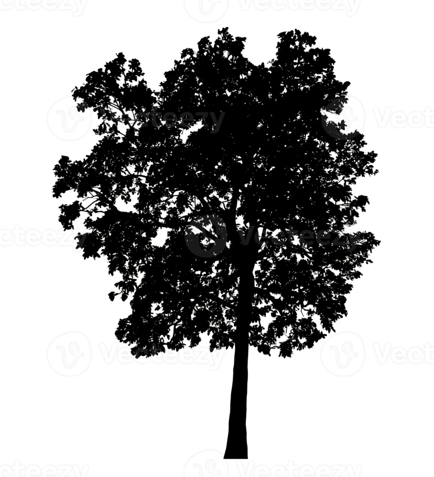 Realistic tree silhouette isolated on transparent background with clipping path and alpha channel png