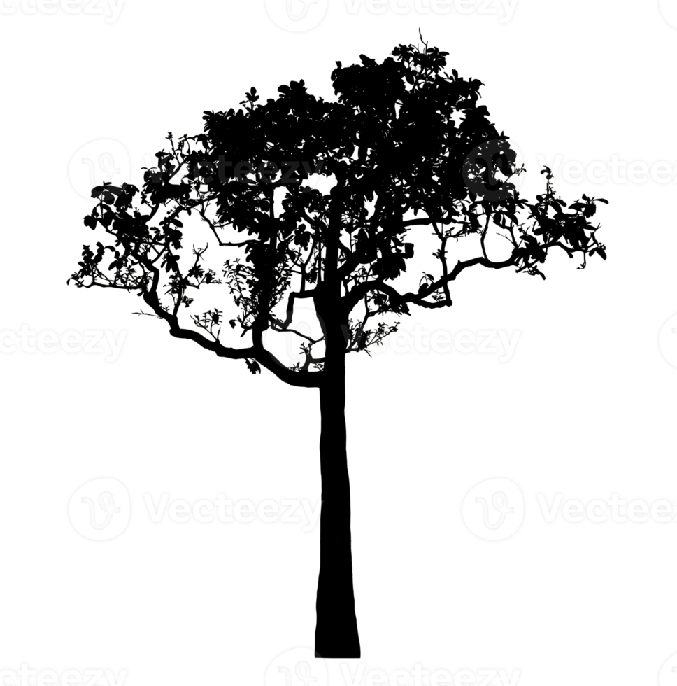 Realistic tree silhouette isolated on transparent background with clipping path and alpha channel png