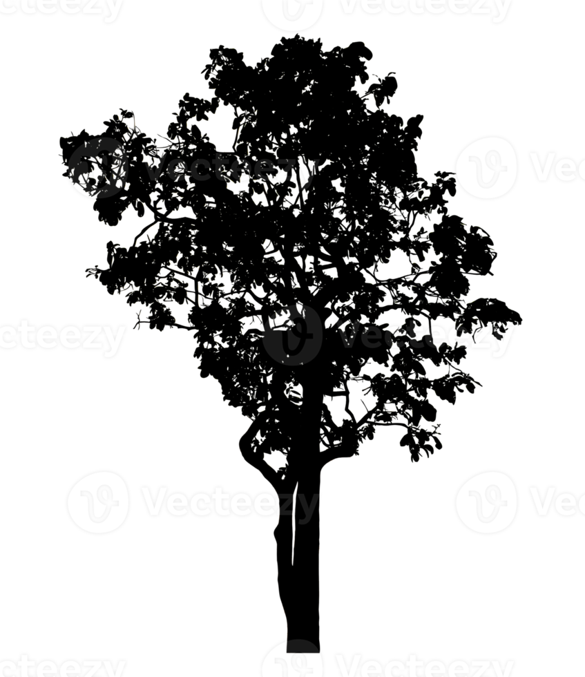 Realistic tree silhouette isolated on transparent background with clipping path and alpha channel png