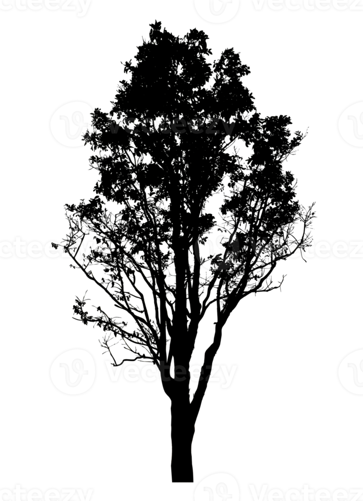 Realistic tree silhouette isolated on transparent background with clipping path and alpha channel png