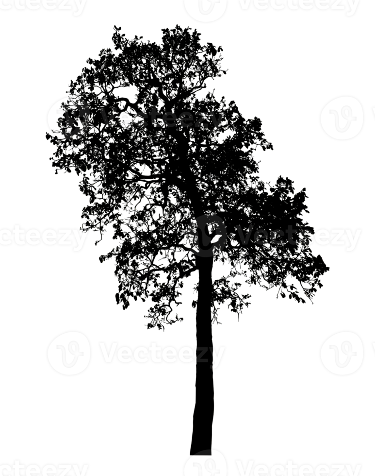 Realistic tree silhouette isolated on transparent background with clipping path and alpha channel png