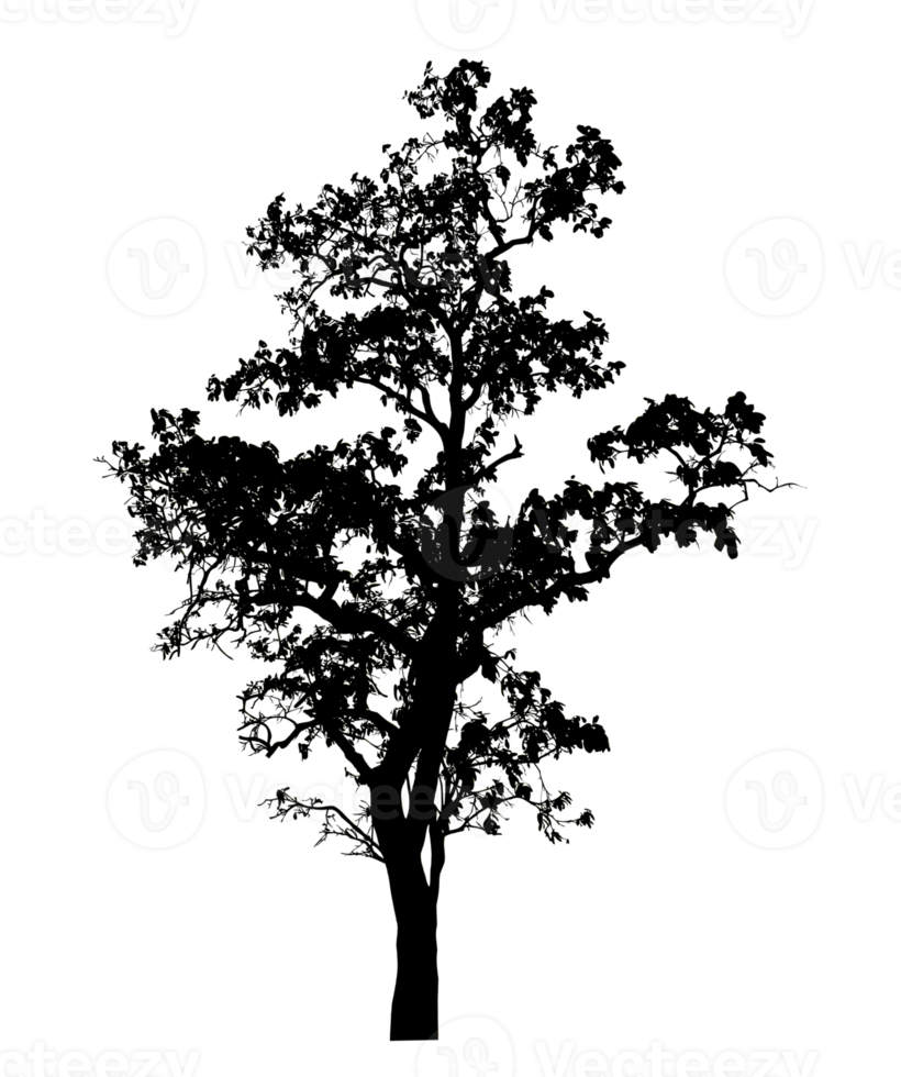 Realistic tree silhouette isolated on transparent background with clipping path and alpha channel png