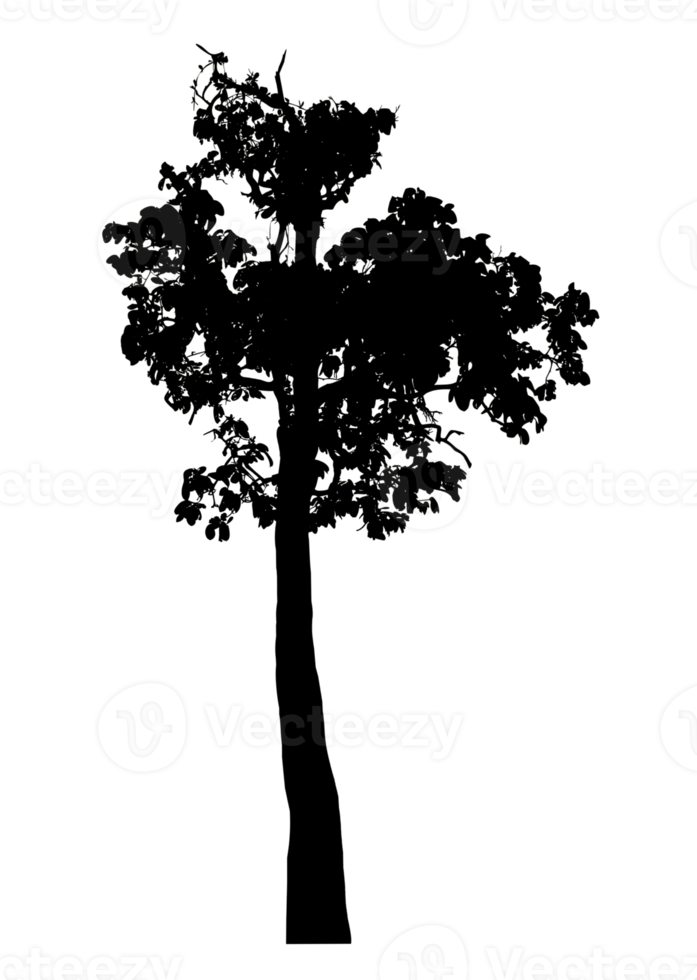Realistic tree silhouette isolated on transparent background with clipping path and alpha channel png
