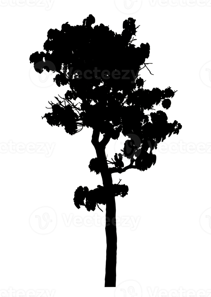 Realistic tree silhouette isolated on transparent background with clipping path and alpha channel png