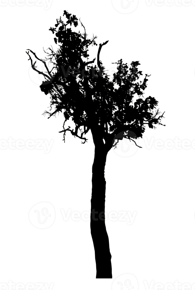 Realistic tree silhouette isolated on transparent background with clipping path and alpha channel png