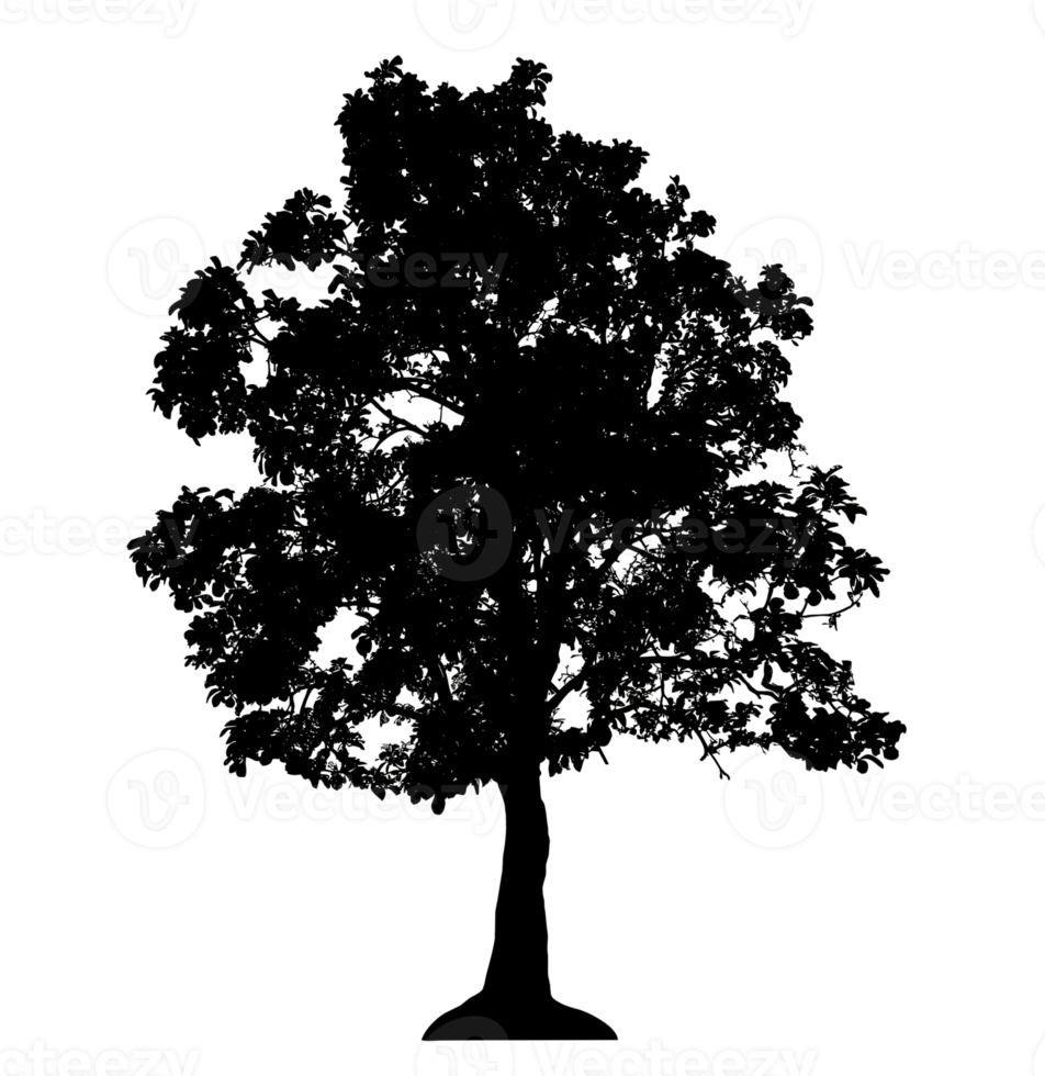 Realistic tree silhouette isolated on transparent background with clipping path and alpha channel png
