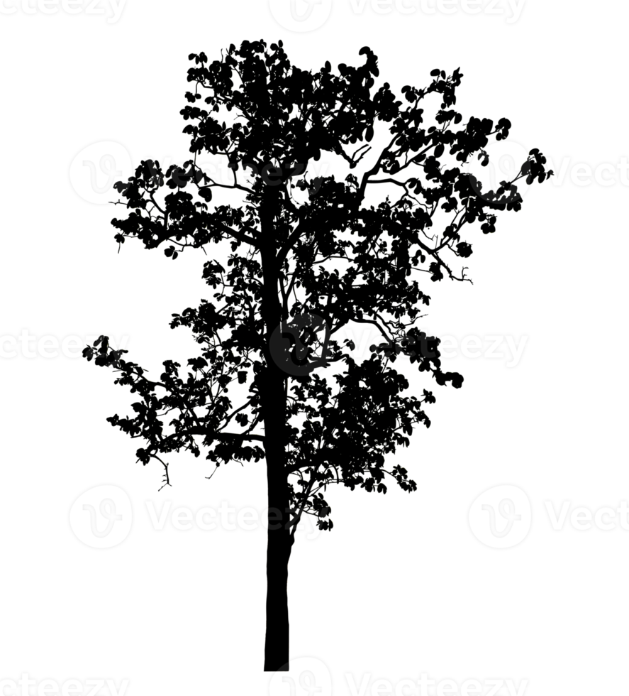 Realistic tree silhouette isolated on transparent background with clipping path and alpha channel png