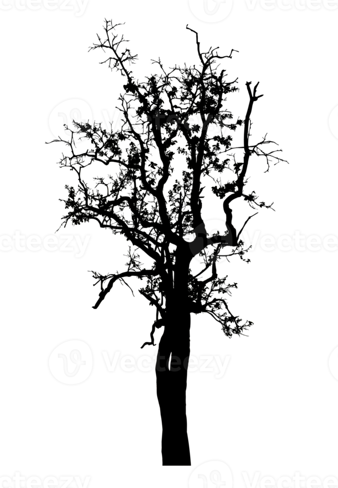 Realistic tree silhouette isolated on transparent background with clipping path and alpha channel png