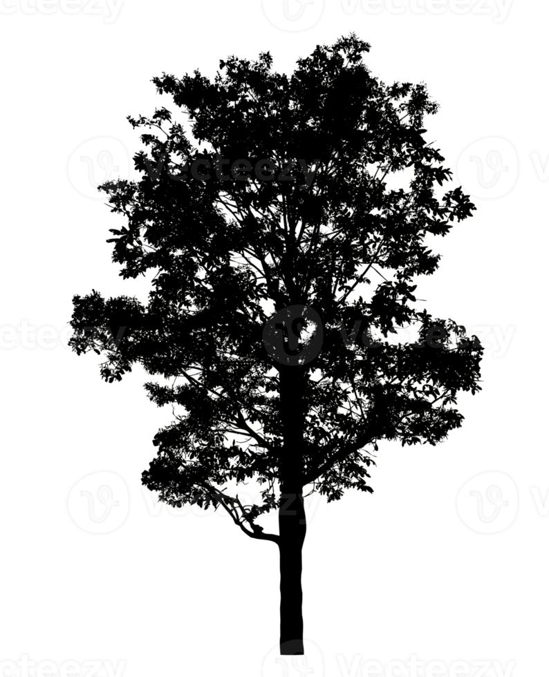 Realistic tree silhouette isolated on transparent background with clipping path and alpha channel png