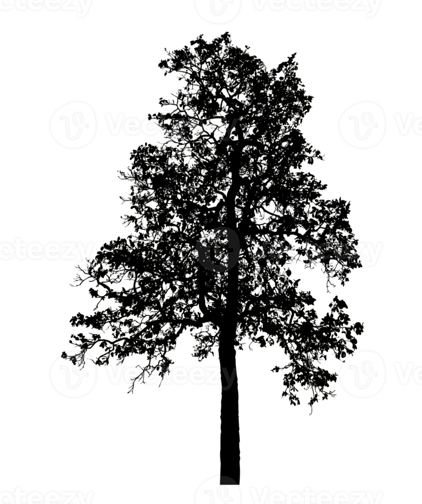 Realistic tree silhouette isolated on transparent background with clipping path and alpha channel png
