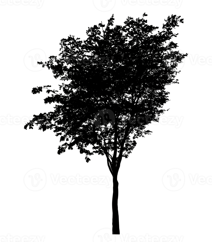 Realistic tree silhouette isolated on transparent background with clipping path and alpha channel png