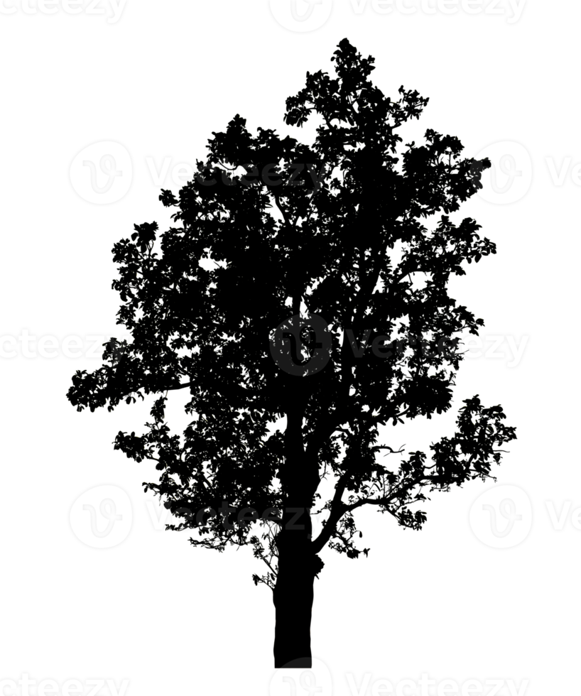 Realistic tree silhouette isolated on transparent background with clipping path and alpha channel png