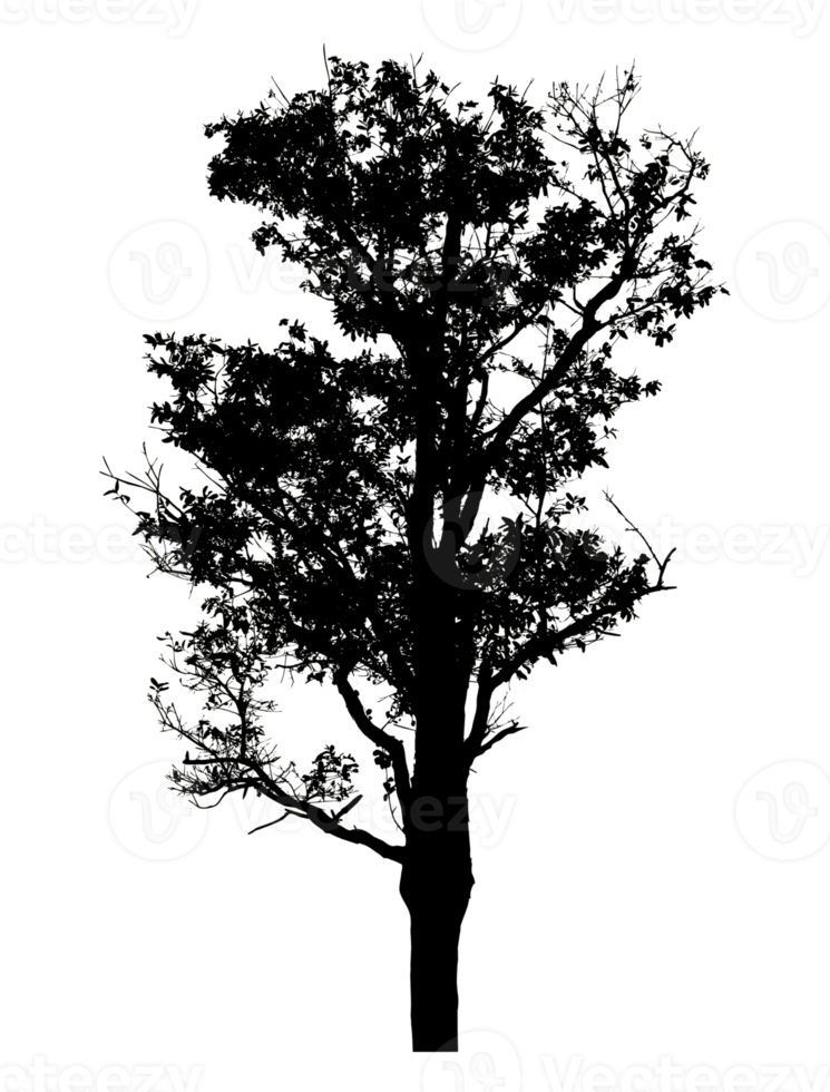 Realistic tree silhouette isolated on transparent background with clipping path and alpha channel png