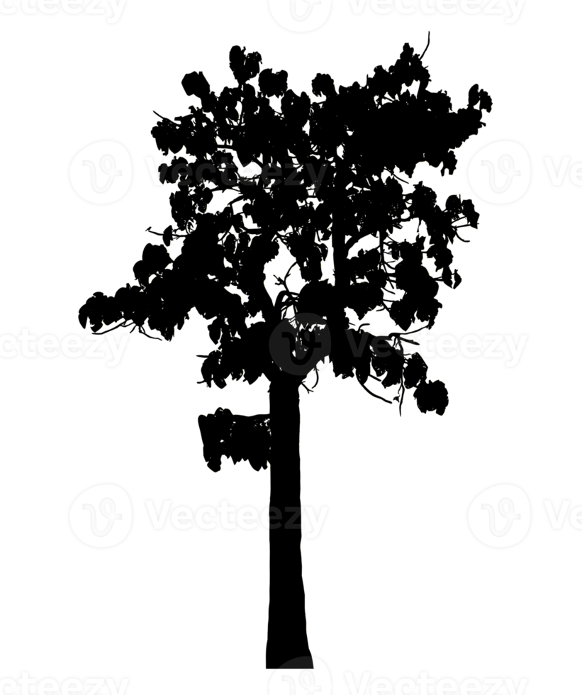 Realistic tree silhouette isolated on transparent background with clipping path and alpha channel png