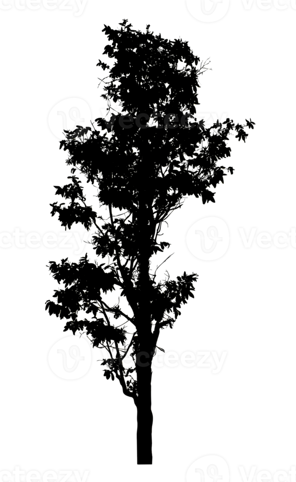 Realistic tree silhouette isolated on transparent background with clipping path and alpha channel png