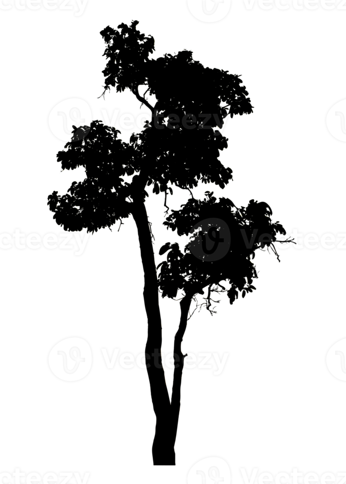 Realistic tree silhouette isolated on transparent background with clipping path and alpha channel png