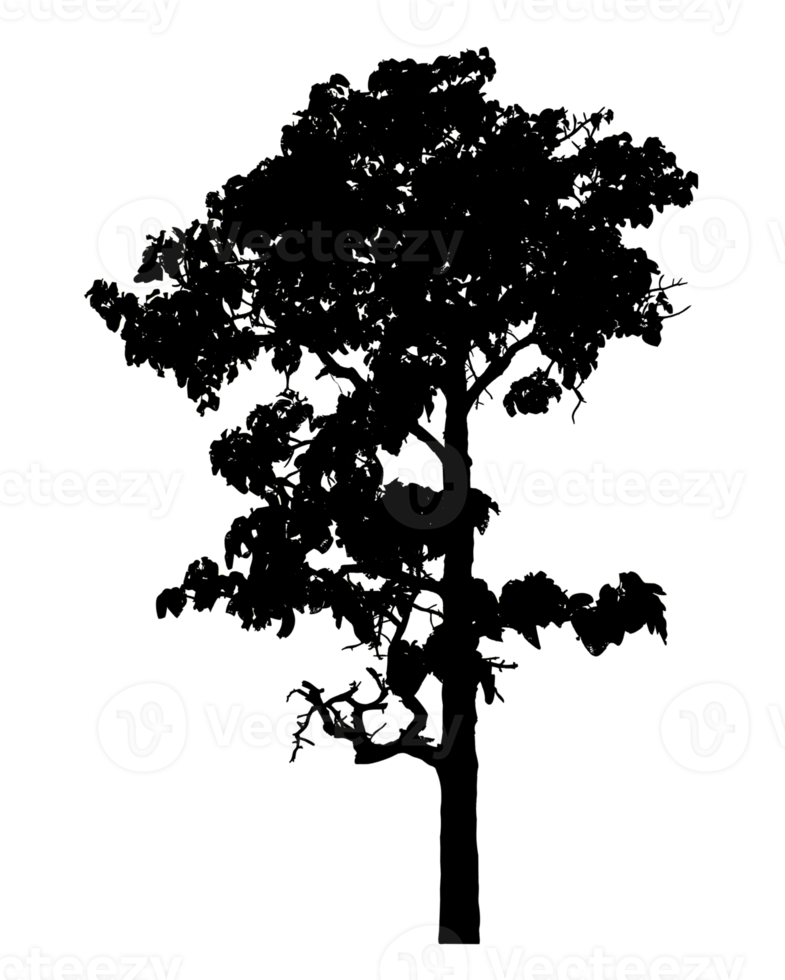 Realistic tree silhouette isolated on transparent background with clipping path and alpha channel png
