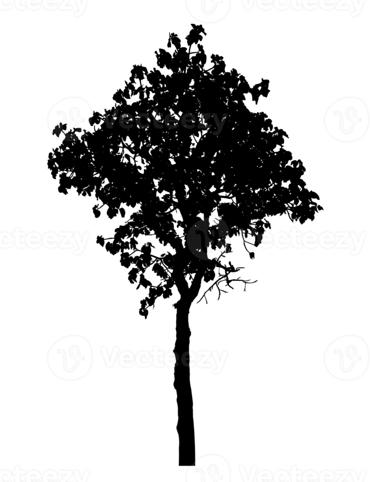 Realistic tree silhouette isolated on transparent background with clipping path and alpha channel png