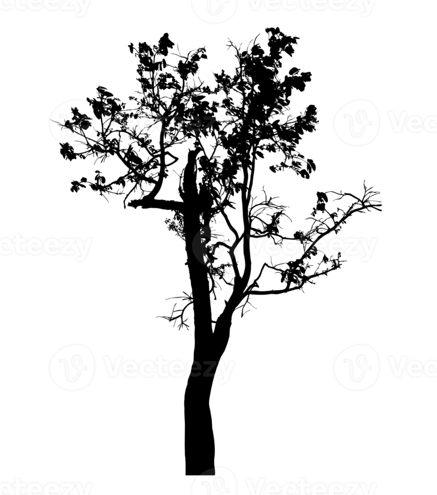 Realistic tree silhouette isolated on transparent background with clipping path and alpha channel png