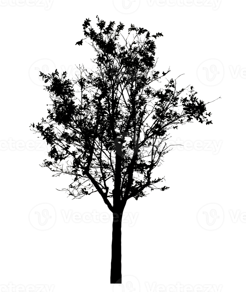 Realistic tree silhouette isolated on transparent background with clipping path and alpha channel png