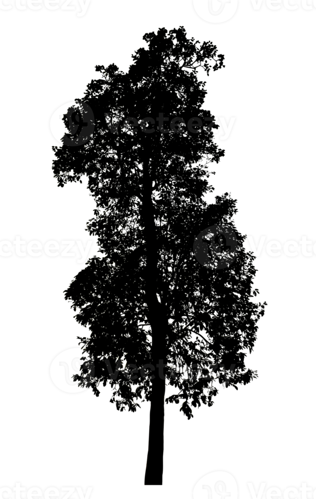 Realistic tree silhouette isolated on transparent background with clipping path and alpha channel png