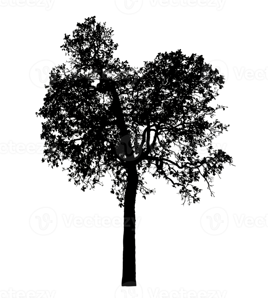 Realistic tree silhouette isolated on transparent background with clipping path and alpha channel png