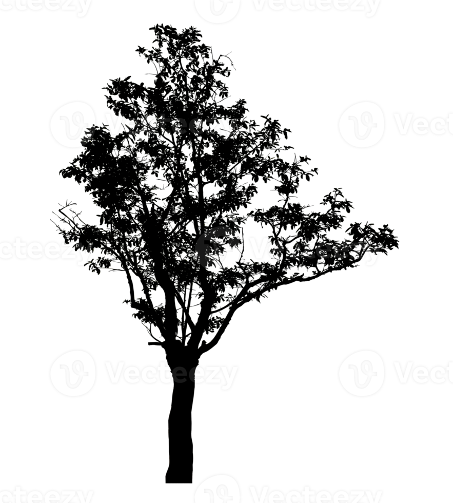 Realistic tree silhouette isolated on transparent background with clipping path and alpha channel png