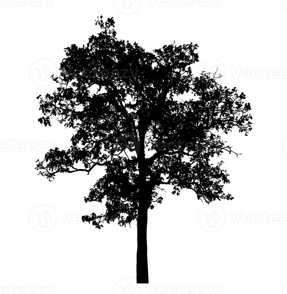 Realistic tree silhouette isolated on transparent background with clipping path and alpha channel png
