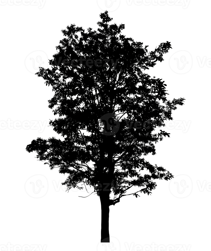 Realistic tree silhouette isolated on transparent background with clipping path and alpha channel png