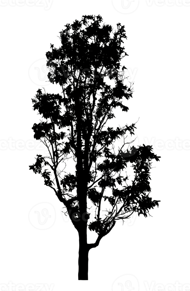 Realistic tree silhouette isolated on transparent background with clipping path and alpha channel png