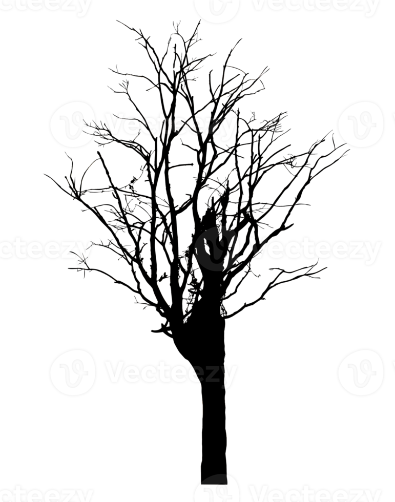 Realistic tree silhouette isolated on transparent background with clipping path and alpha channel png