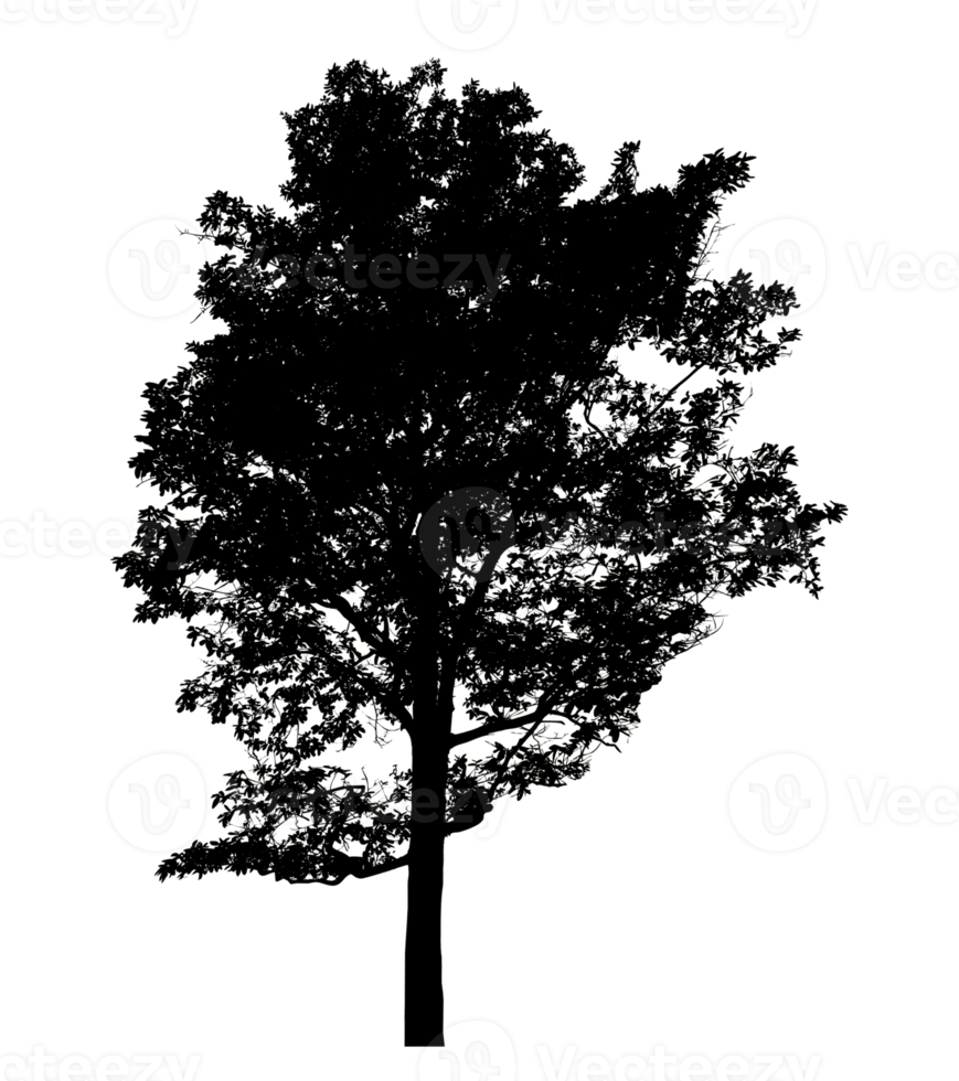 Realistic tree silhouette isolated on transparent background with clipping path and alpha channel png