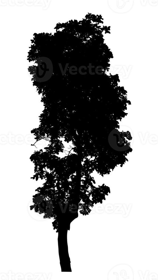 Realistic tree silhouette isolated on transparent background with clipping path and alpha channel png