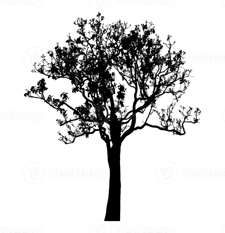 Realistic tree silhouette isolated on transparent background with clipping path and alpha channel png