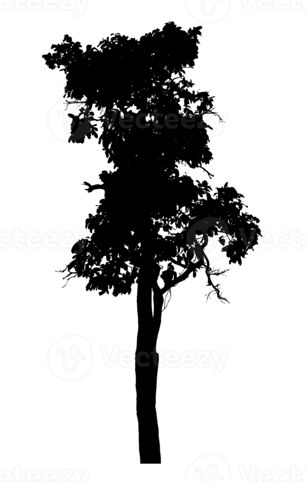 Realistic tree silhouette isolated on transparent background with clipping path and alpha channel png