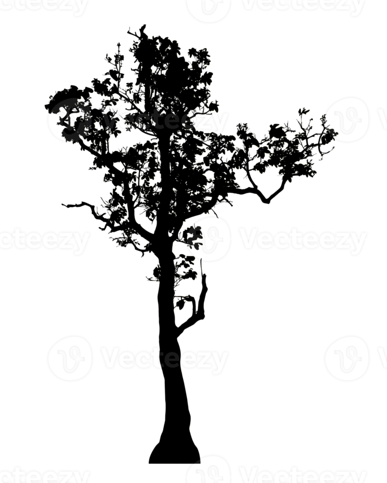 Realistic tree silhouette isolated on transparent background with clipping path and alpha channel png