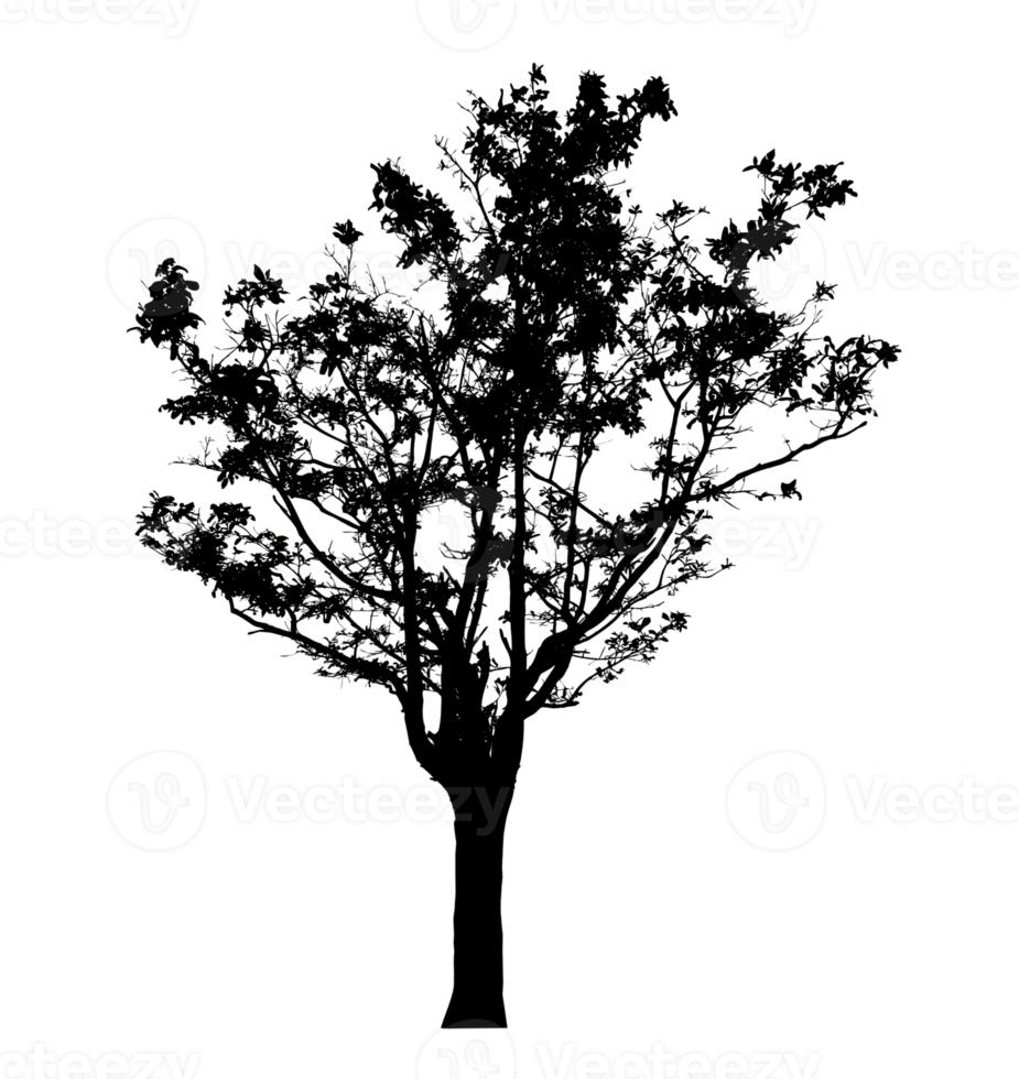 Realistic tree silhouette isolated on transparent background with clipping path and alpha channel png
