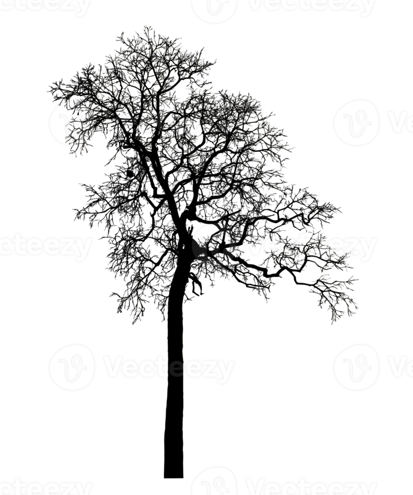 Realistic tree silhouette isolated on transparent background with clipping path and alpha channel png