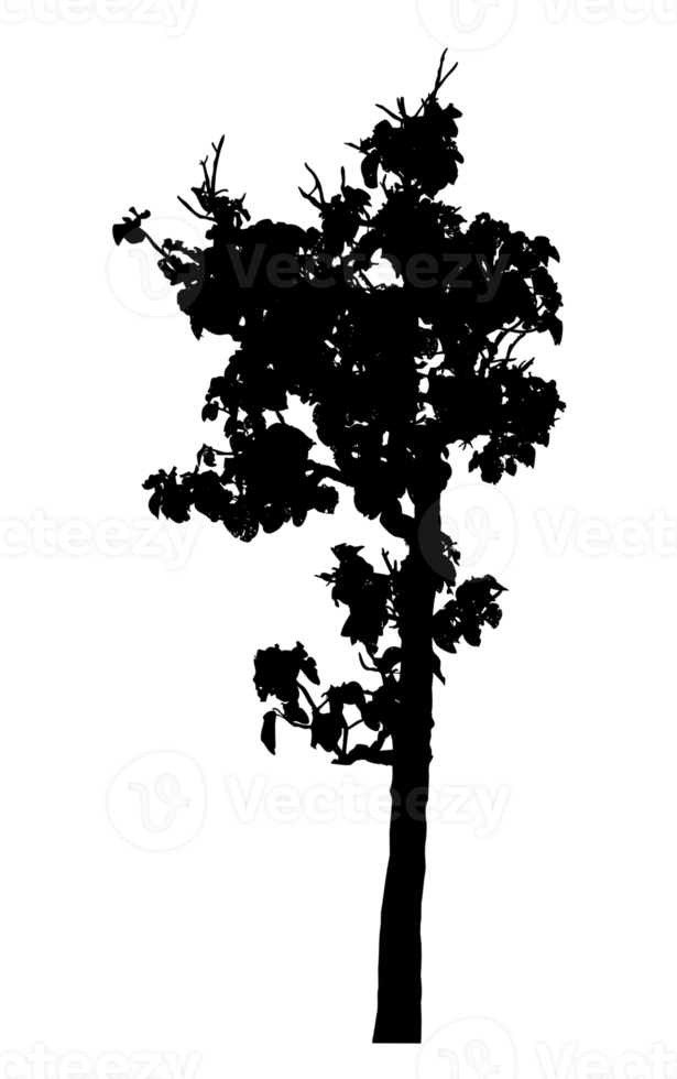 Realistic tree silhouette isolated on transparent background with clipping path and alpha channel png